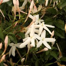 Image result for Jasminum polyanthum