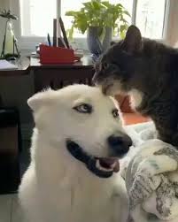 Best Friends Funny Animal Videos Funny Animals Cute Baby Animals