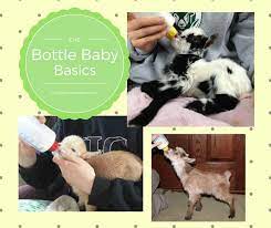 Basics Of Bottle Feeding Goat Kids