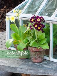 Image result for Primula x pubescens