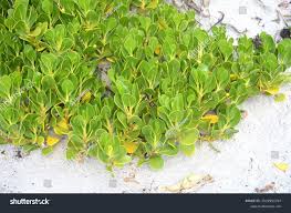 Image result for Scaevola plumieri