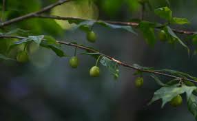 Image result for Rytigynia macrura