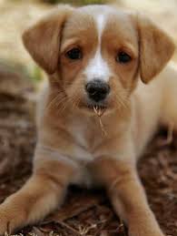 The Outcast Finished The Game In 2020 Cute Dogs Baby Animals Cute Animals