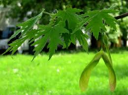 Le foglie sono infatti gli organi che forniscono ossigeno e permettono di compiere la fotosintesi, gli accumuli di polvere possono ostacolare le fondamentali. Famiglia Delle Aceraceae Spindaceae Class Apg Gruppi Di Cammino Di Bollate