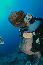 When You Re Down By The Sea And And An Eel Bites Your Knee That S A Moray Ocean Creatures Underwater Creatures Marine Animals