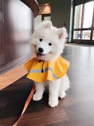 Pin On Puppy Porn