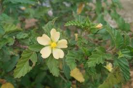 Image result for Malvastrum coromandelianum