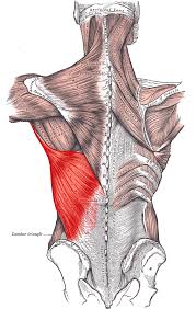 The muscles you're referring to are called the intercostals, and i've found that they're best built with calisthenics because they're stabilizer muscles. Trunk Muscles Boundless Anatomy And Physiology