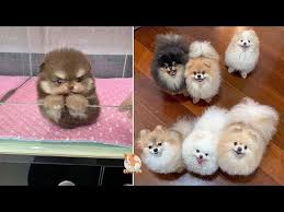 Then, where to buy the teacup pomeranian near you? Dog Price List In India 2021 Your Budget Friendly Dog Is Here