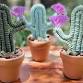 Crafts & Coffee: Easy Potted Rope Cactus
