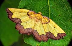 Marvelous, magical, magnificent MOTHS @ Grantown...