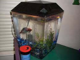 A new solid gold video on a tuesday? Pin On Bettas