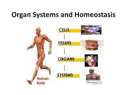 Maybe you would like to learn more about one of these? Ppt Organ Systems And Homeostasis Powerpoint Presentation Free Download Id 245222