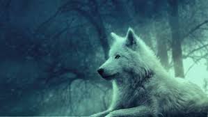 | see more beautiful wolf wallpapers, awesome wolf looking for the best wolf wallpaper? Wolf Wallpaper Hd New Tab Wolves Themes Hd Wallpapers Backgrounds