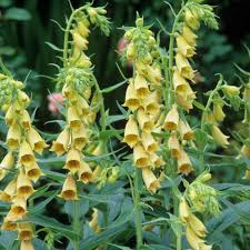 Yellow bell is an attractive plant which is cultivated as an ornamental. Digitalis Hardy Ambigua Yellow J Parker Dutch Bulbs