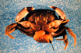 Image result for Crepidorhopalon tenuis