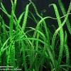 Cryptocoryne is a genus of aquatic plants from the family araceae. 1