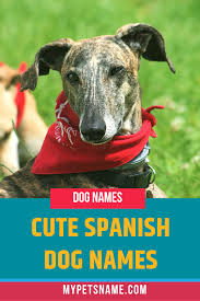 Love and romance phrases in spanish for dating. Cute Spanish Dog Names In 2021 Dog Names Cute Pet Names Dogs