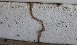 Termites can be a big problem in phoenix, az as well as the surrounding cities. Free Termite Inspection Peoria Az Termite Treatment Rid A Bird Pest Control Termite Control