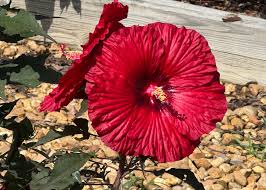 Image result for Hibiscus meyeri