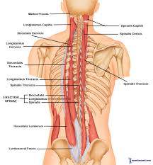 The following diagram below is the diagrams of back muscle. The 7 Best Back Workouts For Mass Fitplan Blog