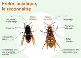 Le frelon asiatique ou frelon à pattes jaunes (vespa velutina) est un insecte volant qui fait partie de l'espèce des hyménoptères et de la famille des vespidae avec comme sous famille les vespinae de genre vespa. Fabriquez Votre Piege A Frelons Asiatiques Ville De Rieumes Site Officiel De La Commune