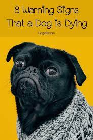 8 Warning Signs That A Dog Is Dying Dog Body Language Funny Dog Names Dog Names