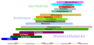 Il s'agit ici d'une nouvelle approche en classe de quatrième : Ordres De Grandeur De Longueur Wikipedia