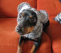 We did not find results for: Ravelry To Humiliate The Dog Pattern By Amoena Online