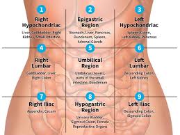 Regions and quadrants anatomists divide the abdominopelvic cavity into smaller regions to facilitate the study of body planes. Anatomy 9 Quadrants Of Abdomen Novocom Top