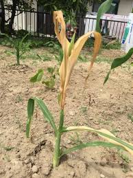 トウモロコシ 苗から の記録 葉っぱが枯れてきてしまいました さとまこさんの日記 By 菜園ナビ