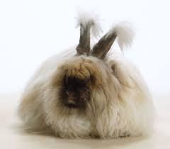 Shop the world's most popular pet rabbit supplies, products, gifts, and accessories at the lowest prices & free shipping! 15 Types Of Pet Rabbits Having Rabbits As Pets