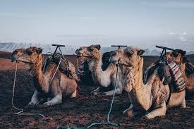 Inbox me and make barinlist. Four Brown Camels Mammal Camel Domestic Animals Pets Domestic Working Animal Land Piqsels