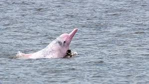 How much does it cost to take the dolphin expressway? White Dolphins In S China Account Half Of Its Population In China Cgtn