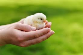 Shop for outdoor kitchens, bbq grills, bbq islands and more at calflamebbq.com. A Salmonella Outbreak Linked To Backyard Chickens Is Making People Sick Including Children