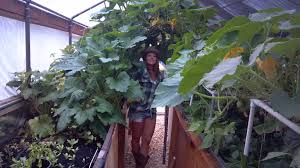 Maybe you would like to learn more about one of these? Greenhouse Suck Factor Greenhouses Forum At Permies