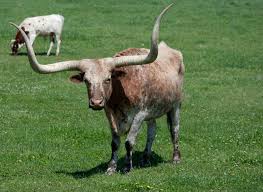 Téléchargez de superbes images gratuites sur race bovine. 10 Of The Most Exceptional Cattle Breeds