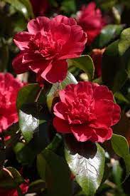 Camellia Japonica Chandleri U K 1825 Beautiful Flowers Petals Camellia Flower