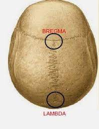 The lambda prints a result that states whether. What Are Bregma And Lambda Brain Stuff