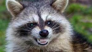In some instances, the raccoons will use its claws to scratch the eyes of a dog or cat, and then bite it with some ferocious speed. Raccoon Tests Positive For Rabies After Attacking Cats In Shelburne Wwlp