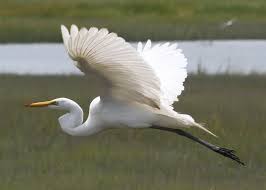 Birds Of Prey Tv Series Maggie Baird Yellow Billed Egret Intermediate Egret Favours Shallow Coastal Or Fresh Habitats Animals Heron