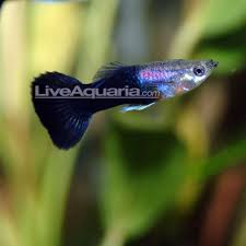 Black Guppy Livebearers Tropical Fish For Freshwater Aquariums Fresh Water Fish Tank Guppy Freshwater Aquarium Fish
