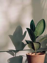 Looking to buy a home in a hurry? Plants Of Tumblr