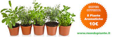 Mondo piante floricultural nursery, specialized in sale of mediterranean plants for repotting, plants for your home and plants for your garden. Vendita Piante Online Per Casa E Giardino Vivaio Online Mondo Piante