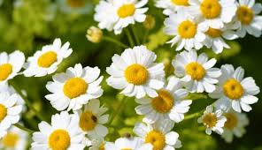 Bunga daisy adalah satu satu bunga favorit yang biasa dikombinasikan dalam hand bouquet. Tanaman Dari Keluarga Bunga Daisy Mengandung Senyawa Dengan Sifat Anti Kanker