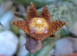 Image result for Orbea schweinfurthii