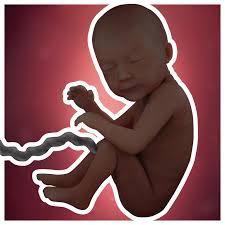 Desarrollo Fetal 30 Semanas De Embarazo Babycenter