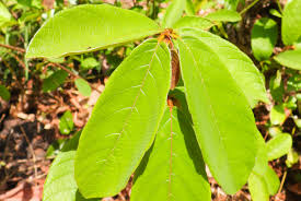 Image result for Bridelia ripicola