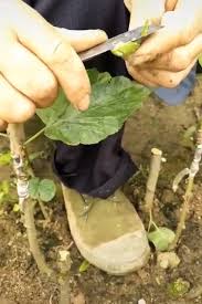 Plants Diy Video Grafting Plants Diy Plants Plants