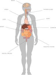 Maybe you would like to learn more about one of these? Diagram Human Body Outline With Organs Novocom Top